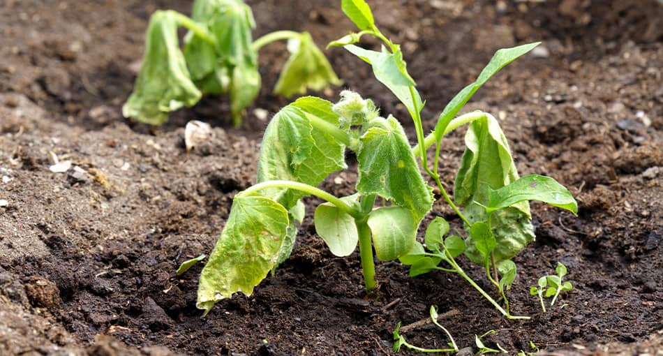 Traitement plantes