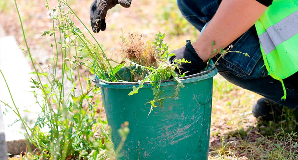 Conseils entretiens plantes