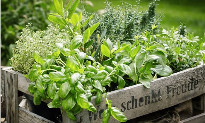 Que planter en décembre ?