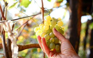 Vins de Corse