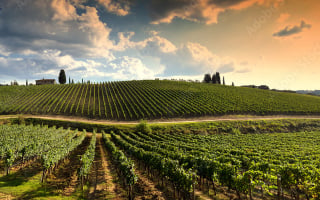 vignobles France
