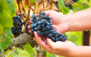  Vins du Roussillon