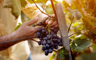 vendanges