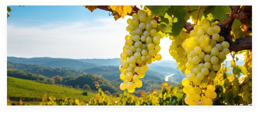 Vins français
