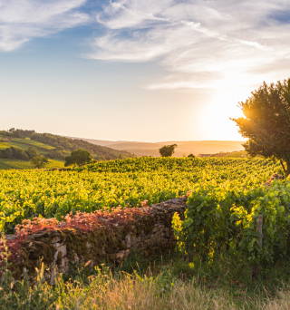 paysage vignoble