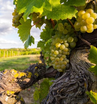 grappes de vignes