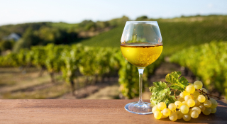 Guide des vins blancs