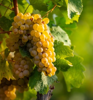 grappe de raisin blanc