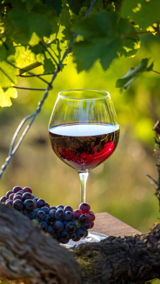  verres de vin