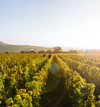 paysage vignes