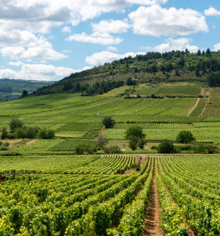 paysage vigne