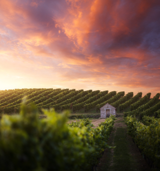 histoire vin bordeaux