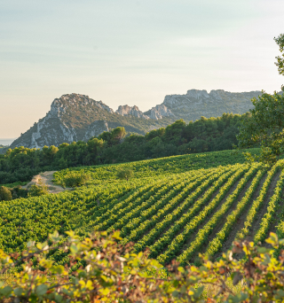 vignobles Languedoc