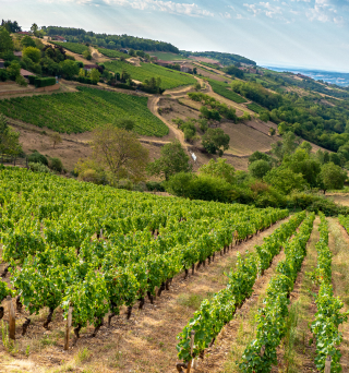 verre de vin