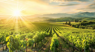 Les vignobles de France