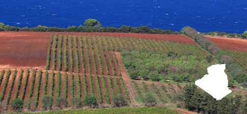 Les vins d’Algérie