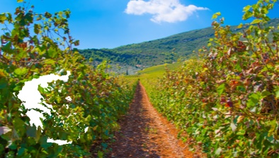 Les vins de Grèce