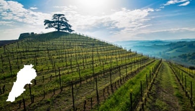 Les vins du Liban
