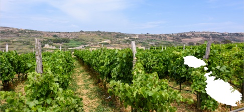 Les vins de Malte