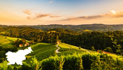 Les vins de Slovénie
