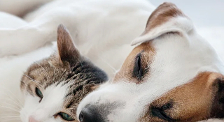 animaux de compagnie