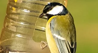 mangeoire à oiseaux