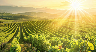 vignobles de France