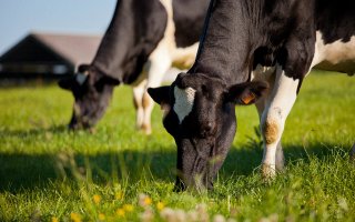 fromage de vache