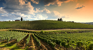 les vignobles