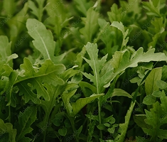 la roquette