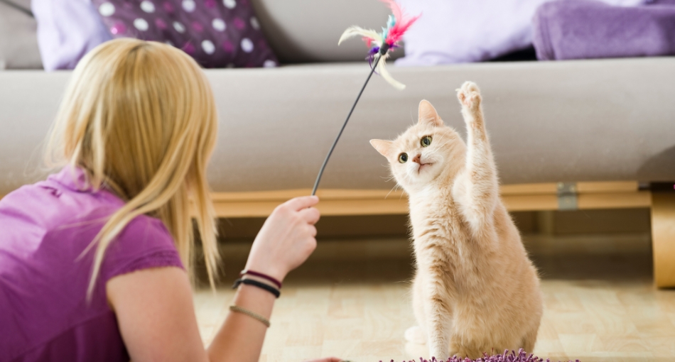 jeux pour chat