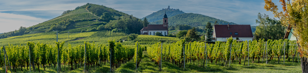 Les vins d'Alsace