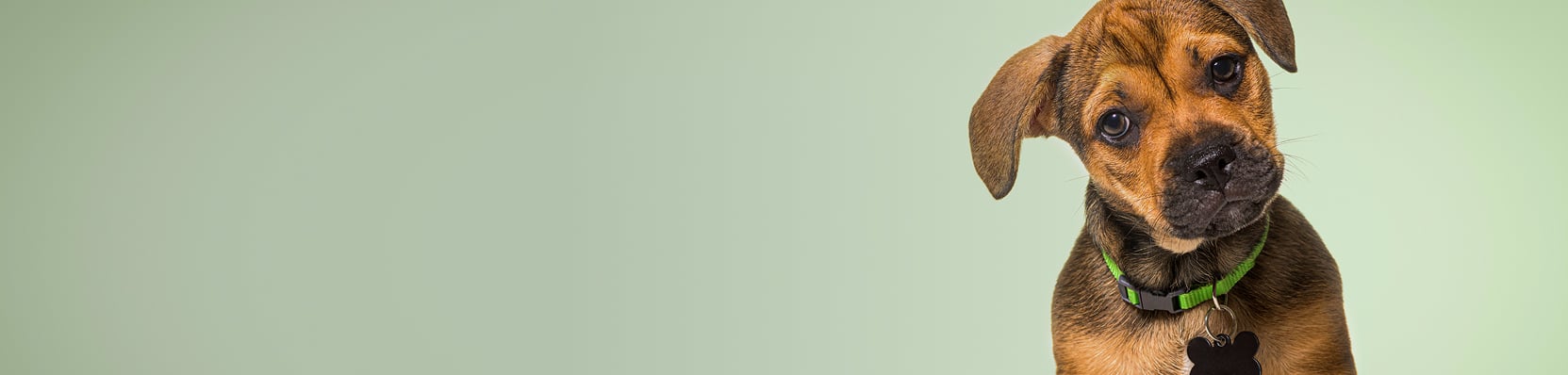 Guide d'achat : Collier pour chien