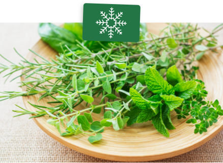 Thym dans son potager