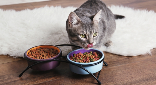 Produits pour votre chat