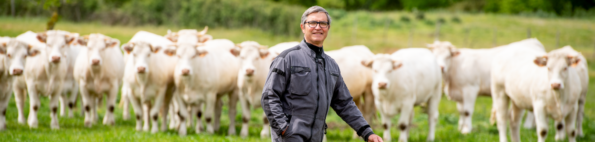 B&oelig;uf Charolais 100% Fili&egrave;re U