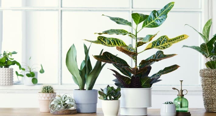 Conseils plantes int&eacute;rieures