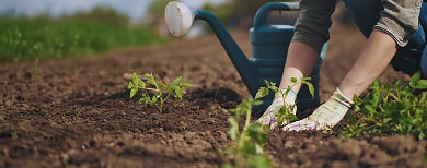 Que planter au printemps ?