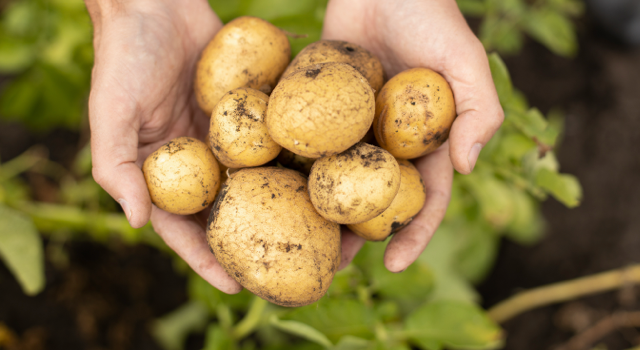Pommes de terre local