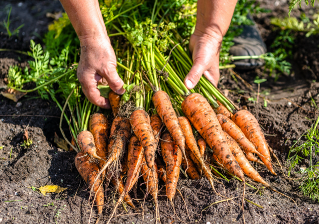 Carottes du potager