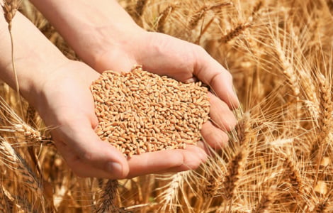 Poign&eacute;e de grains de bl&eacute;