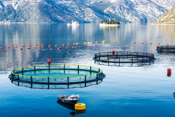Enclocs d'aquaculture Enclocs d'aquaculture