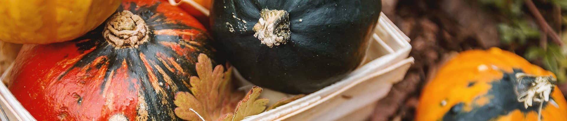 Tout savoir sur les courges