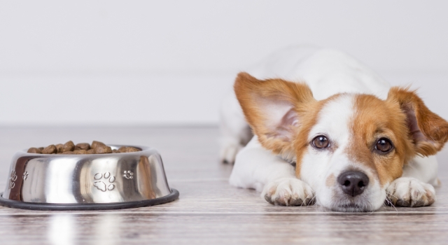Produits pour votre chien