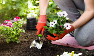 planter ses fleurs