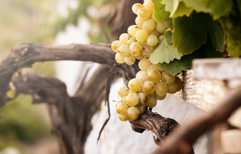 Vin blanc