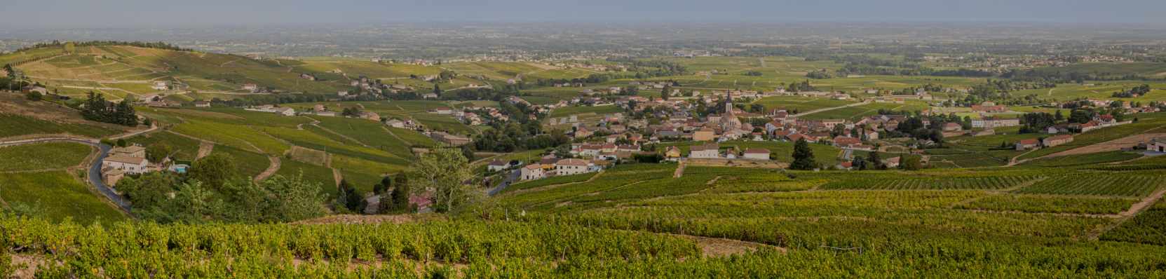Les vins du Beaujolais