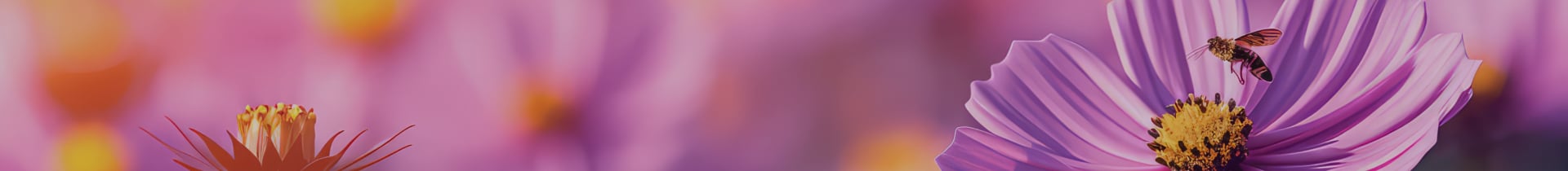 fleurs