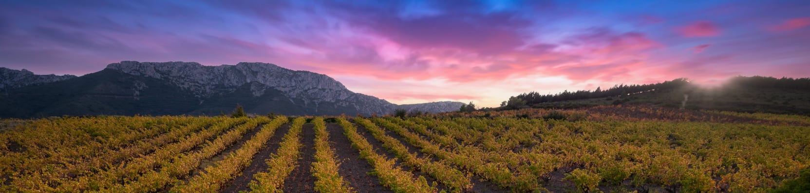 Vignoble Languedoc Roussillon
