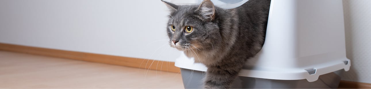 quelle liti&egrave;re pour chat